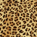 PF4281 leopard