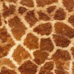 EPWGIR wild giraffe